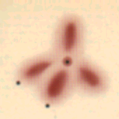 orbitals_water.gif (14479 bytes)